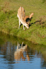 A fallow deer eating grass, next to a river in the sun, the Netherlands