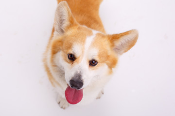 welsh corgi pembroke dog isolated on white background