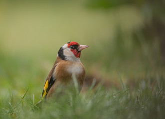 Stieglitz Diestelfink