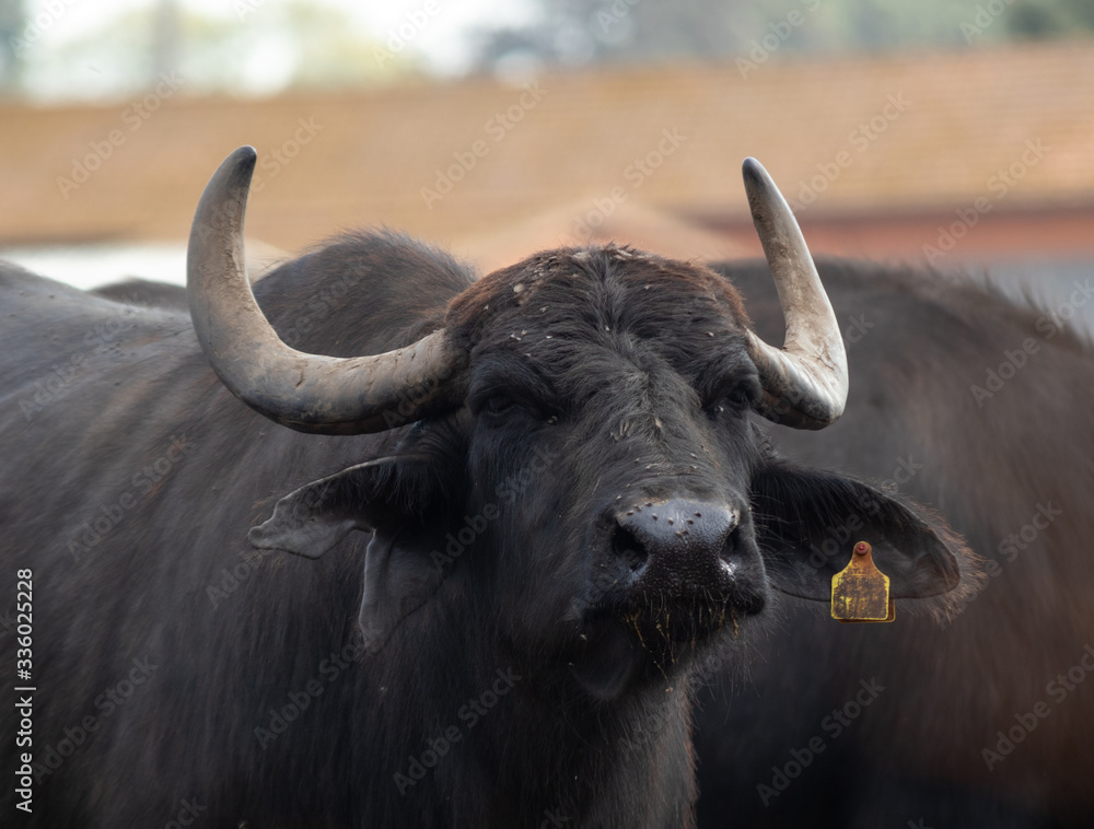 Wall mural buffalo breeding in a company that produces buffalo mozzarella from campania, italy