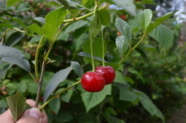 hand picking cherries