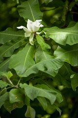 natura © disneyfrog