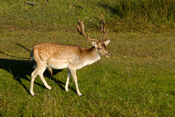 Naklejka na ściany i meble A fallow deer looking at camera, next to a river in the sun, the Netherlands