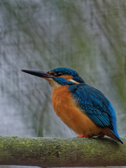 The common kingfisher, Alcedo atthis, also known as the Eurasian kingfisher, and river kingfisher, is a small kingfisher with distribution across Eurasia and North Africa.