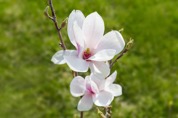 Fototapeta na wymiar Flowers of white magnolia on branch on a blurred background