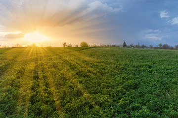 Sunset over the field of the young alfalfa in springtime - obrazy, fototapety, plakaty