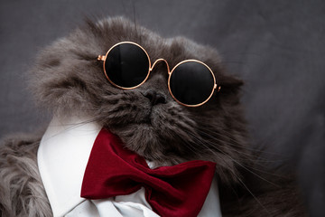 Obraz premium Close-up of a funny british cat in a white shirt with a red bow-tie in round glasses. The concept of fashionable cats.