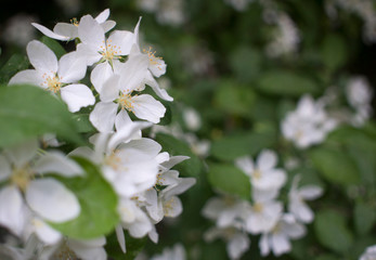 flowering branches of Apple trees in a natural environment. tenderness and light. spring beauty. the Apple tree in its glory. Soft focus