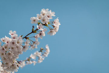 Beautiful cherry blossom sakura in spring time over blue sky.