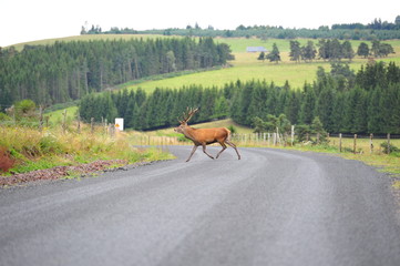 cerf qui traverse une route