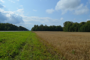 green field and blue sky