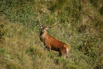 Cerf 