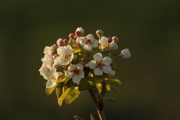 Fototapeta na wymiar beautiful white blossoms flower in nature. Spring time 2020. Excellent light.
