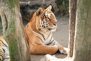 portrait d'un tigre au milieu des arbres