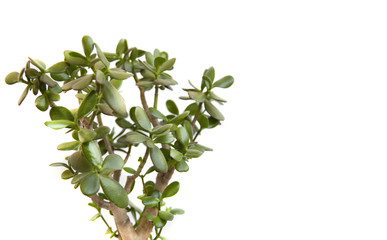 Tropical leaves isolated on white background. nature concept