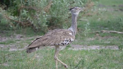 Kori bustard the largest flying bird