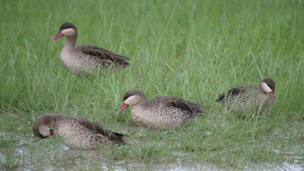 Group of female African comb ducks