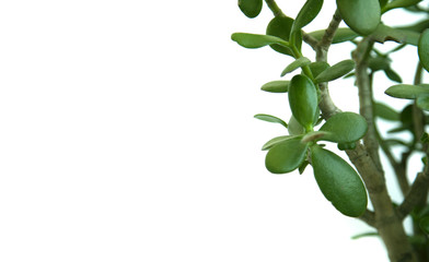 Tropical leaves isolated on white background. nature concept