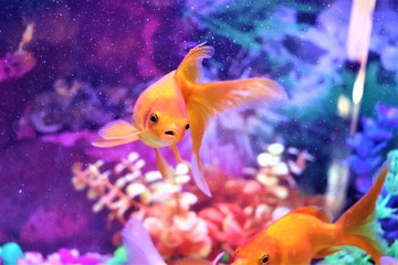 THE ORANGE - YELLOW GOLDFISH IN A AQUARIUM WITH WATER BLURRED AND GOLDFISH TO BE IN  FOCUS.