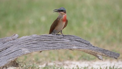 Close up from a Bee-eater on a tree trunk