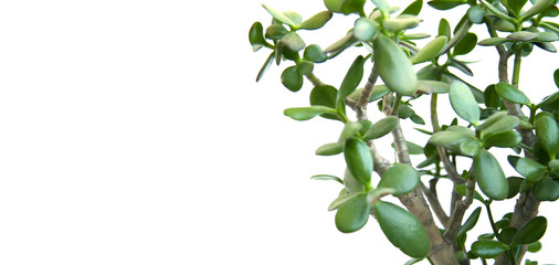 Tropical leaves isolated on white background. nature concept