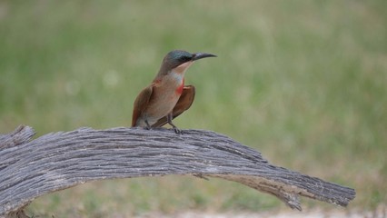 Close up from a Bee-eater on a tree trunk