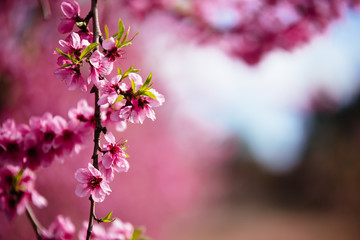 Peach trees in spring