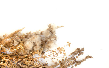 Bouquet of wilted flowers on a white background.