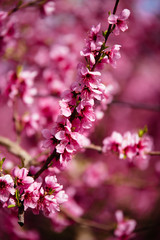 Peach trees in spring