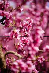 Peach trees in spring