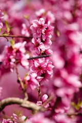 Peach trees in spring