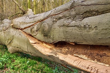 Split Beech Trunk with Early Wood Decay in Forest