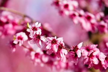 Peach trees in spring