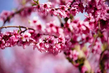 Peach trees in spring