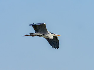 Grey heron flying over the albufera de Valencia, Spain