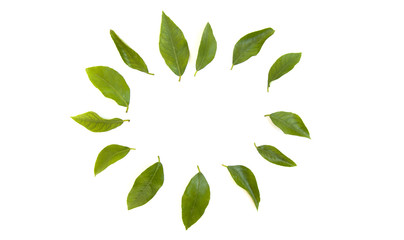 Fototapeta na wymiar small leaves in the form of a semicircle on a white background.