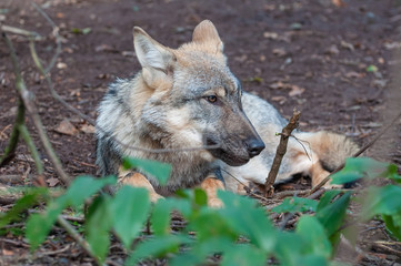 Young wolf chewing on a branch