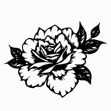 Rose with leaves. Hand drawn black ink beautiful graphic flower for decoration of frames, tattoo, cards, posters, social media template. Stock vector illustration isolated on transparent background.