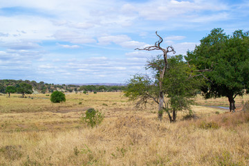 Obraz premium Landscape of the yellow savannah of Tarangire National Park, in Tanzania, with a broken acacia on the right