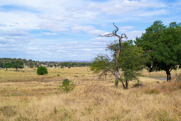 Landscape of the yellow savannah of Tarangire National Park, in Tanzania, with a broken acacia on the right