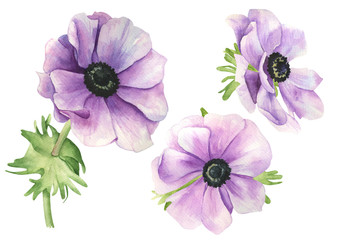 Set of realistic watercolor anemone flowers drawings isolated on white background. Summer bright purple flowers with leaves. Illustration for design, print, postcard, poster. Cute sketch drawing.