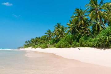 Coconut palm trees on sandy island tropical beach resort