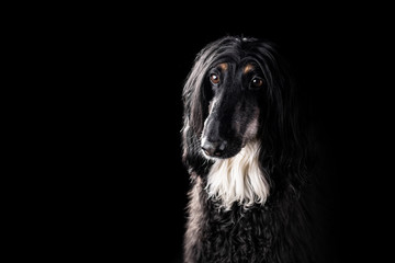 Afghan hound