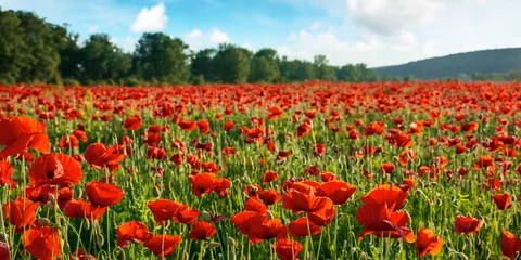 Fotobehang red poppy flower field in the mountains. beautiful nature scenery in summer afternoon © Pellinni