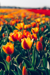 Obraz premium Close up of fields of blossoming yellow and red tulips during spring, Netherlands