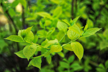 Primavera in giardino, primo piano di un cespuglio con foglioline verdi e tenere appena nate