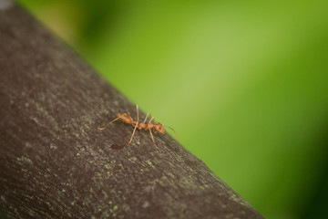 Close up macro shot of ant