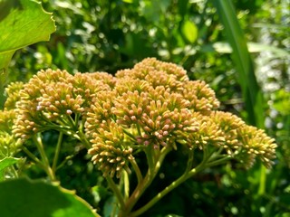 Pluchea indica (Indian camphorweed, Indian fleabane, Indian pluchea, Baccharis indica L) flower with natural background