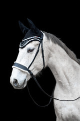 Beautiful helathy stunning white horse stallion mare on black background.