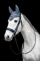 Fototapeta na wymiar Beautiful helathy stunning white horse stallion mare on black background.